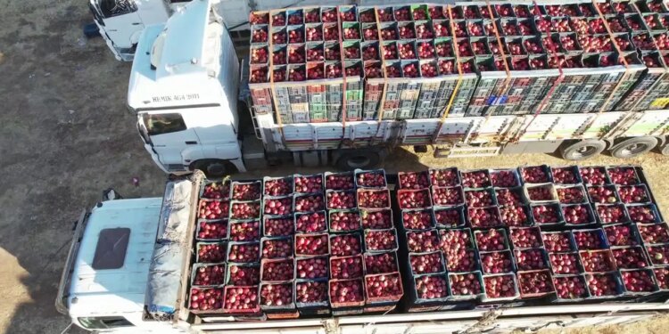 600 rakımda yetişiyor: Kilosu tarlada 70 lira