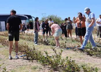 5 yıl önce dikti, şimdi servet kazanıyor! Tarladan çıkar çıkmaz kilosu 200 liraya yok satıyor…