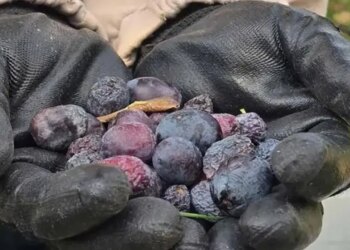 Daha tarladayken kilosu 150 liradan satılıyor! Hatay’a özgü lezzette hasat başladı…
