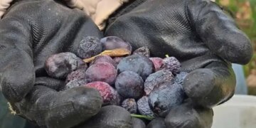 Daha tarladayken kilosu 150 liradan satılıyor! Hatay’a özgü lezzette hasat başladı…