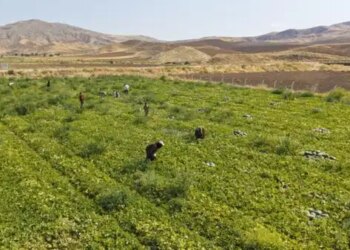 Traktörün bile giremediği sarp kayalıklarda zorlu hasat: Kar kapıya dayanmadan yetişmek zorundalar…