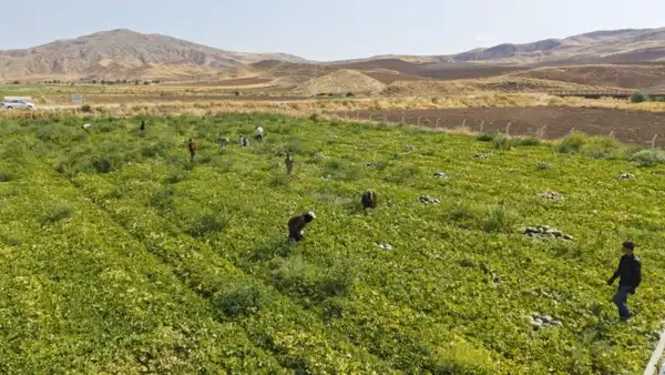 Traktörün bile giremediği sarp kayalıklarda zorlu hasat: Kar kapıya dayanmadan yetişmek zorundalar…