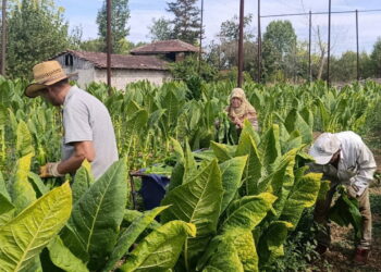 Deneme amacıyla ekilmişti, şimdi bir ilçenin geçim kaynağı oldu! 3 dönümde 250 bin lira kazandırıyor…