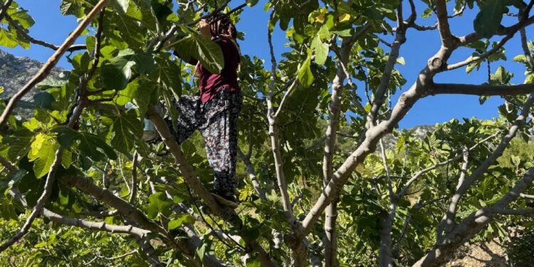 Geçen yıl kamyonlar taşıyordu, bu yıl elde sadece 1 ton kaldı! ‘Siyah elmas’ta üzen bilanço