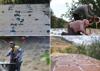 Pasûr’da bağbozumu zamanı | Foto Galeri