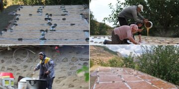 Pasûr’da bağbozumu zamanı | Foto Galeri